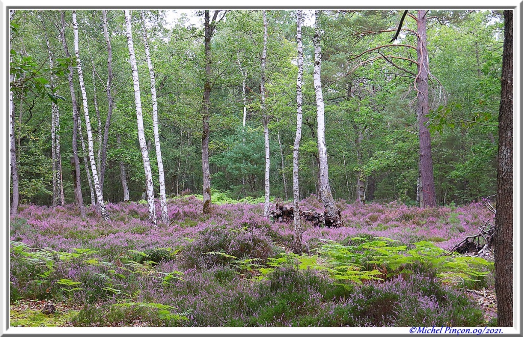 [fil ouvert] la forêt dans tous ses états - Page 31 Dsc13052