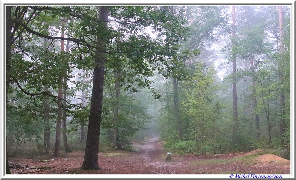 [fil ouvert] la forêt dans tous ses états - Page 31 Dsc13067