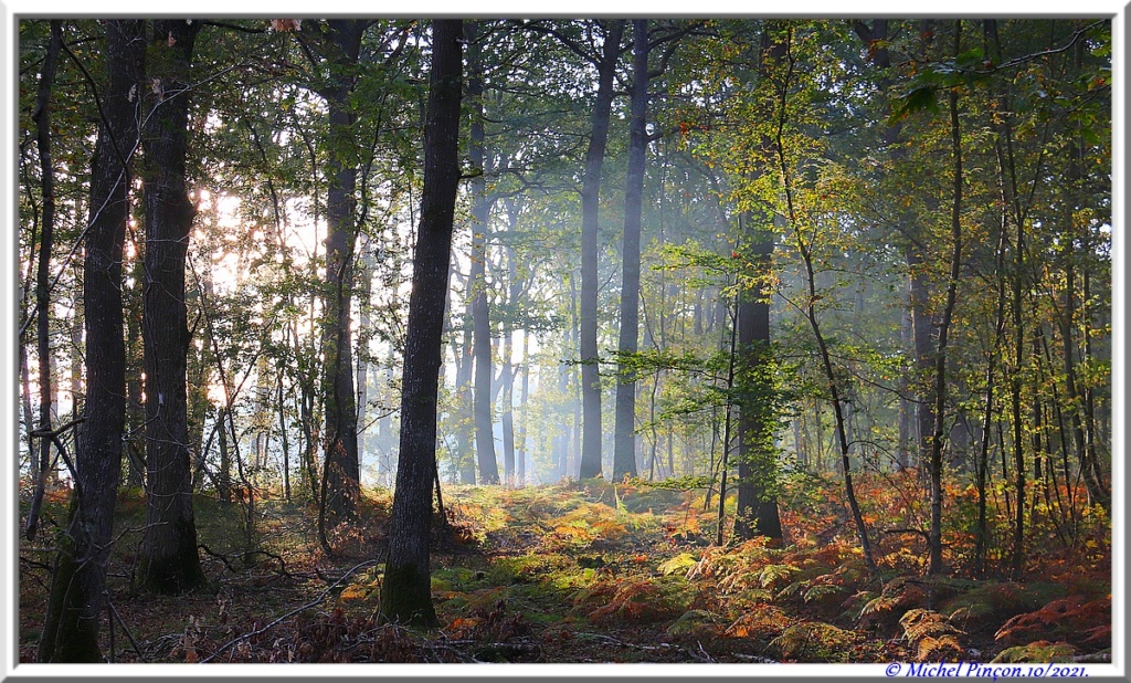 [fil ouvert] la forêt dans tous ses états - Page 31 Dsc13311