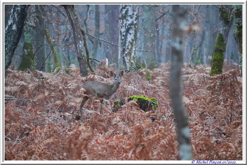 [fil ouvert] la forêt dans tous ses états - Page 31 Dsc13343