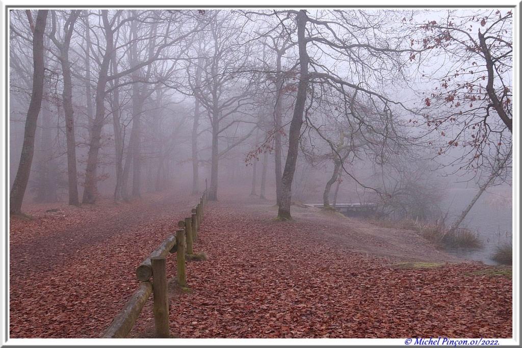 [fil ouvert] la forêt dans tous ses états - Page 31 Dsc13347