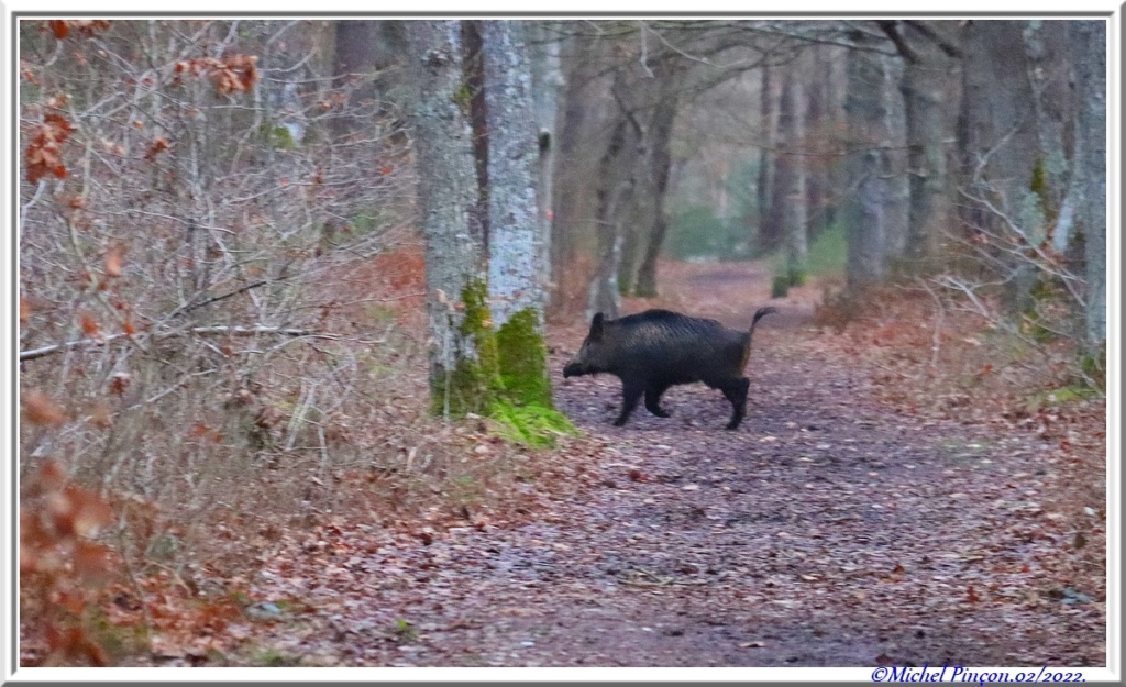 [fil ouvert] la forêt dans tous ses états - Page 31 Dsc13656