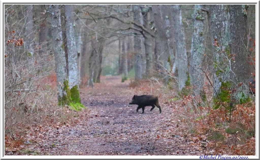 [fil ouvert] la forêt dans tous ses états - Page 31 Dsc13657