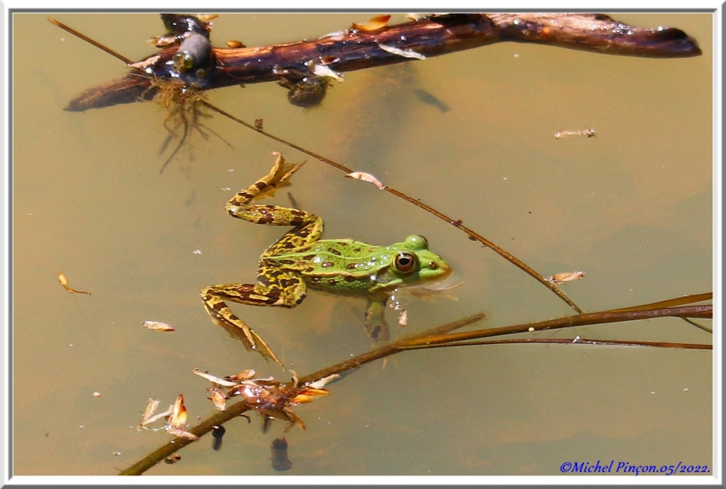 [Fil ouvert à tous] Reptiles, serpents, tortues, amphibiens, ... - Page 13 Dsc14072