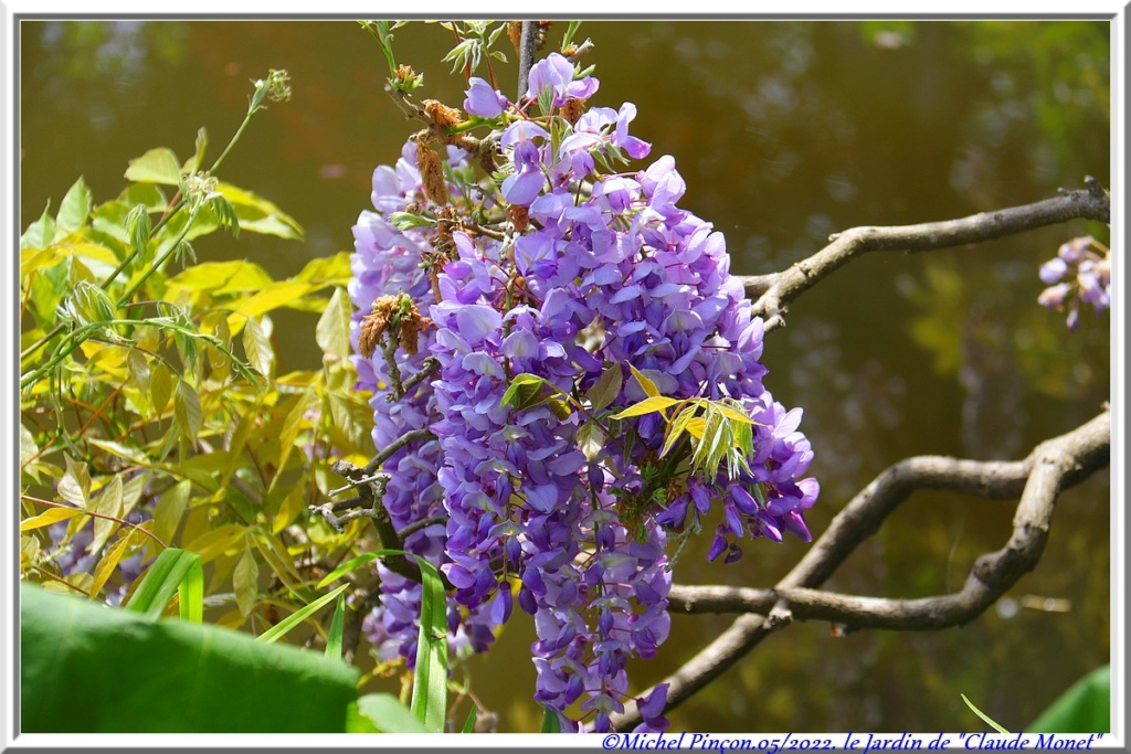 "GIVERNY" chez Claude MONET - Page 5 Dsc14780