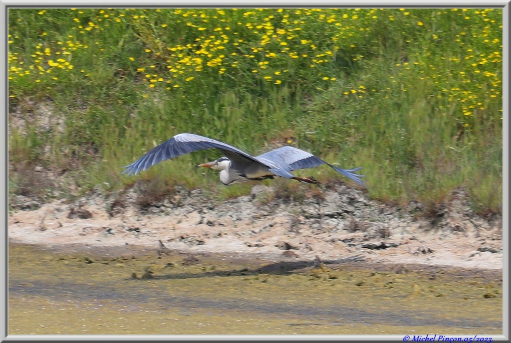 Balades en Charentes - Page 3 Dsc18563