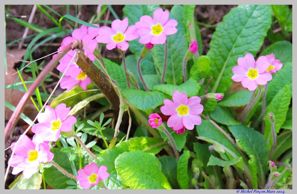 [Fil ouvert] Fleurs et plantes - Page 34 Dsc20006