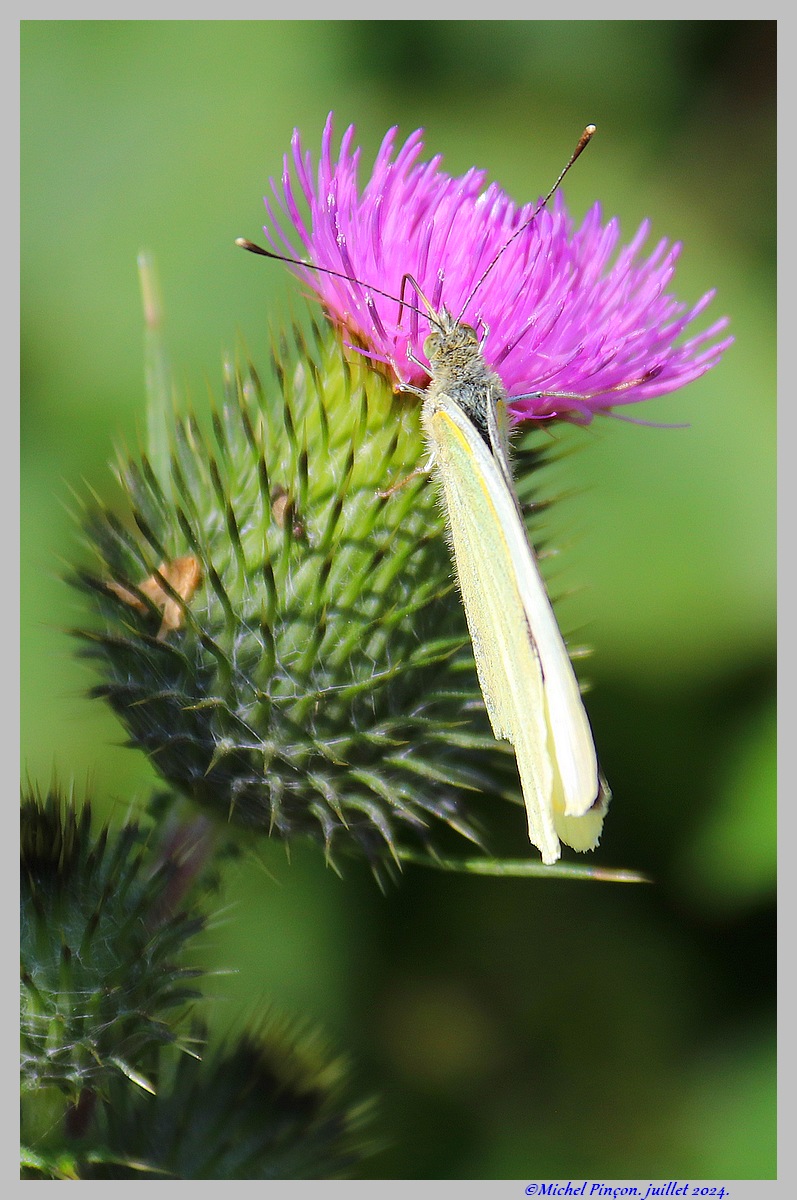 (FIL OUVERT) INSECTES ET PAPILLONS. - Page 20 Dsc20866