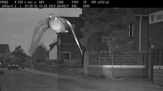 En Allemagne, un pigeon a été flashé En_all11