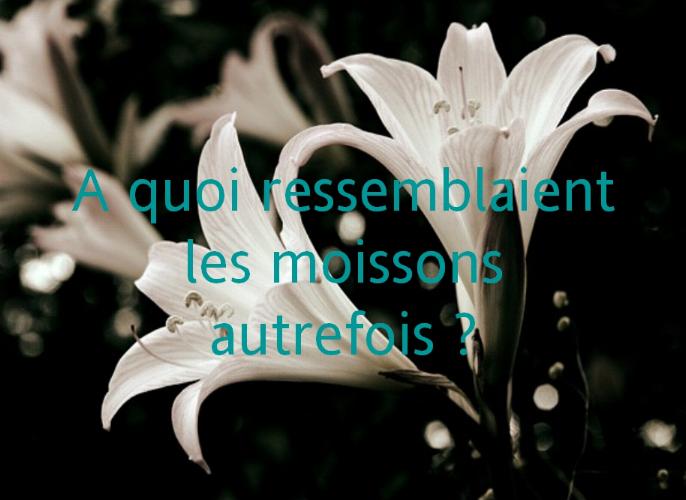 Les moissons autrefois * X_0194