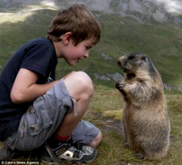 Un gamin qui sait parler aux marmottes !   X_0354