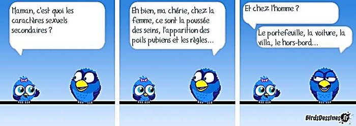 Les birds * X_03_114