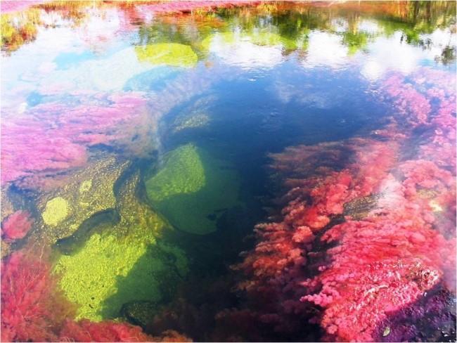 La rivière aux 5 couleurs - Caño Cristales * X_04283