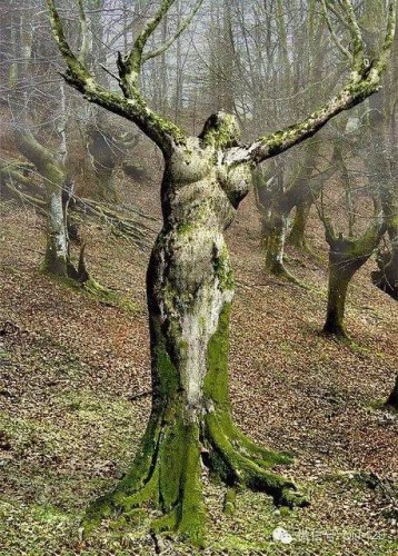 Scuptures sur arbres * X_10339