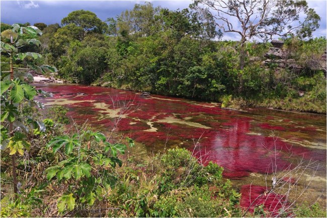 La rivière aux 5 couleurs - Caño Cristales * X_13243