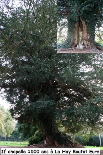 Arbres remarquables de France X_13260