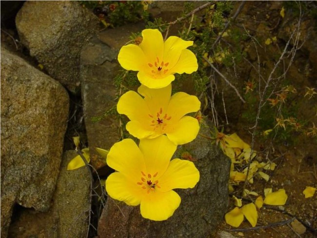 Atacama - Le désert des fleurs * X_18221