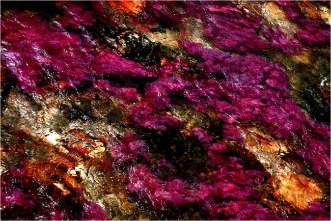 La rivière aux 5 couleurs - Caño Cristales * X_22173