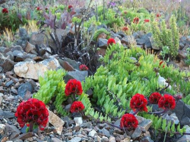 Atacama - Le désert des fleurs * X_22185