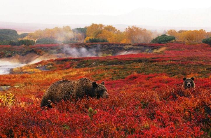 Kamchatka pays des ours et des volcans - - Page 2 X_2627