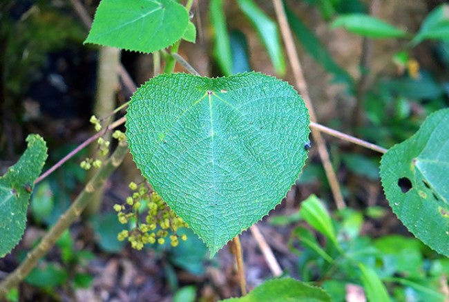 Les plantes les plus dangereuses du monde * - Page 2 X_28135