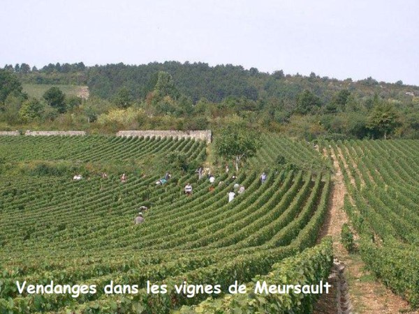 Crus de Bourgogne * - Page 2 X_28195
