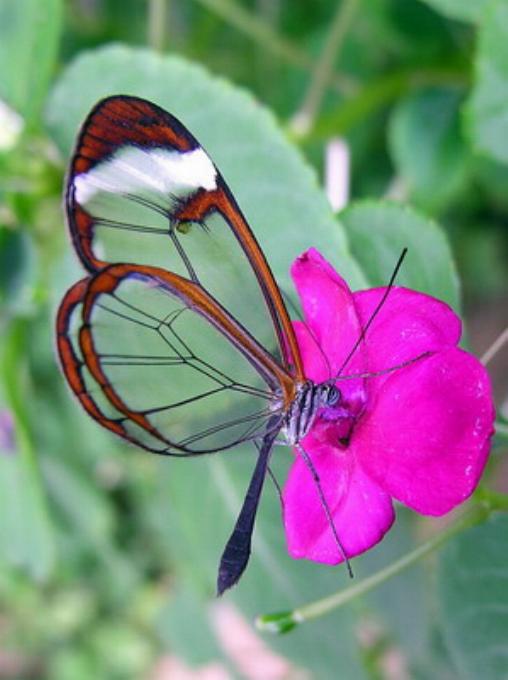 Merveilles de la nature - les papillons - - Page 2 X_3018