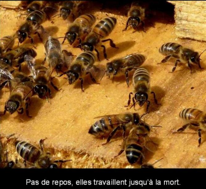 Les abeilles... protégeons les * - Page 2 X_4036