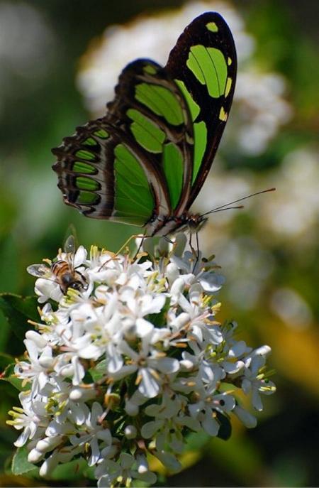 Merveilles de la nature - les papillons - - Page 3 X_5115