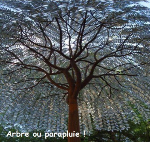 Des arbres splendides * - Page 5 X_9621