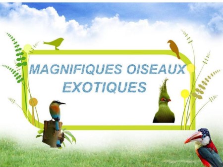 L´amour donne des ailes........magnifiques oiseaux exotiques * Xx_0148