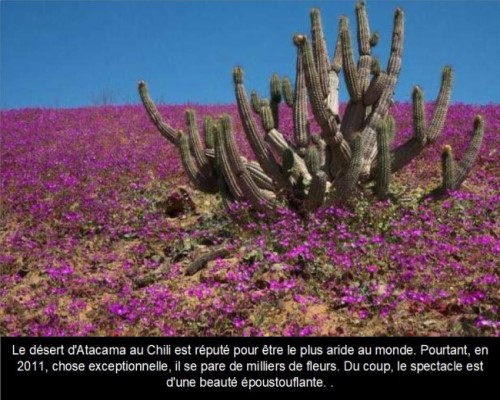 Atacama - Le désert des fleurs * Xx_0562