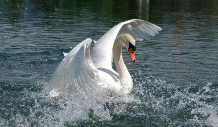 Fais moi un cygne * Xx_0712