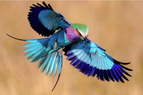L´amour donne des ailes........magnifiques oiseaux exotiques * Xx_13_15