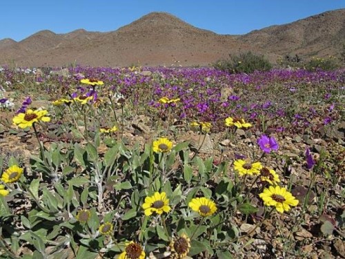 Atacama - Le désert des fleurs * Xx_1447