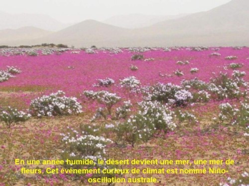 Atacama - Le désert des fleurs * Xx_1641