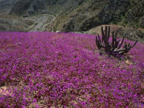 Atacama - Le désert des fleurs * Xx_2138