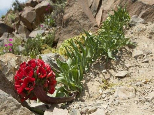 Atacama - Le désert des fleurs * Xx_2335