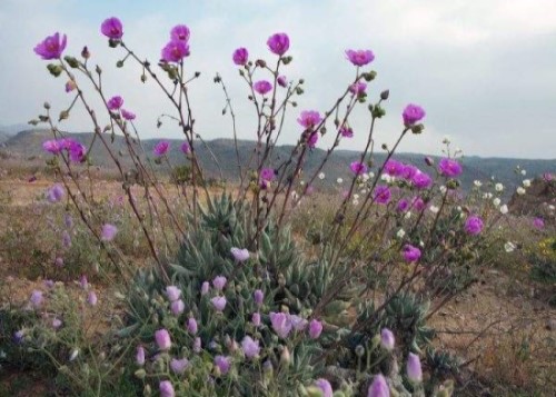 Atacama - Le désert des fleurs * Xx_2533
