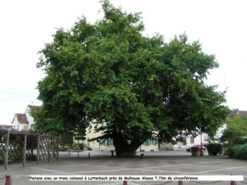 Arbres remarquables de France * - Page 2 Xx_3045