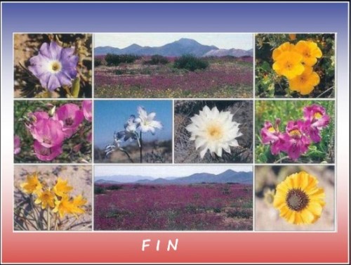 Atacama - Le désert des fleurs * - Page 2 Xx_3224