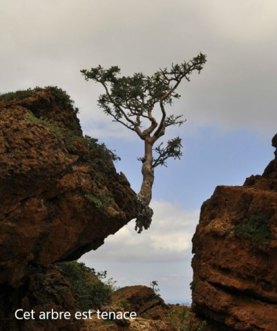 Les arbres qui ne voulaient pas mourir * - Page 2 Xx_4019