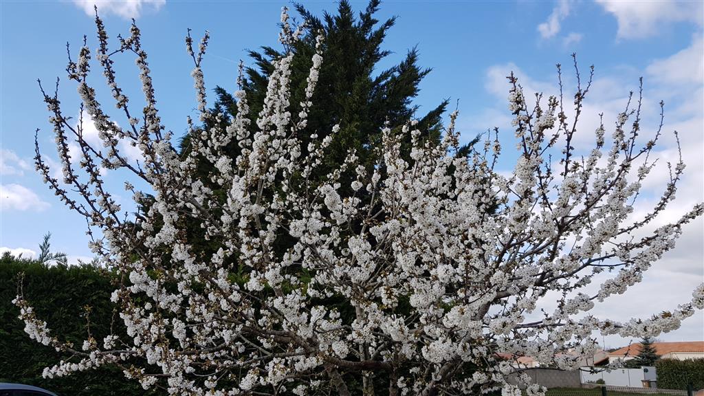 Quand le printemps montre son nez !!! 2019-034