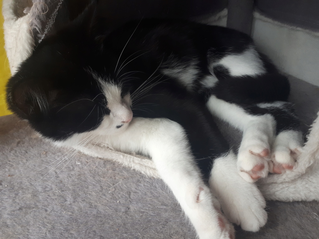 [Adoptions] Samedi 11 janvier 2020 : FIDELE ET COMPAGNIE Booh10