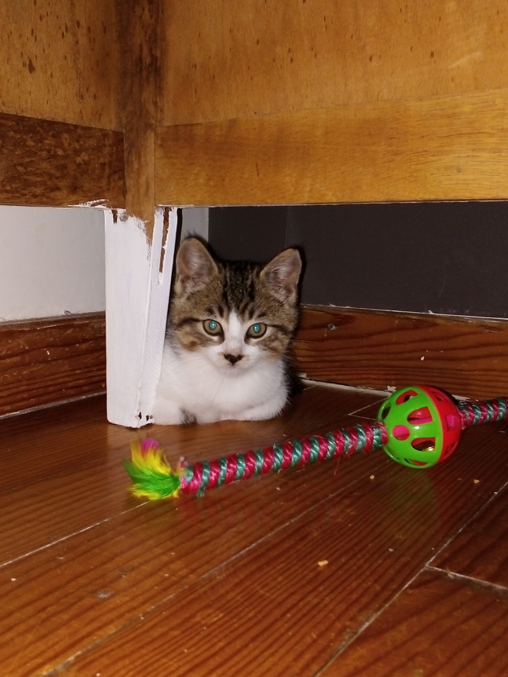 [Adoptions] Samedi 16 novembre 2019 : AU PARFAIT JARDINIER Petit_10