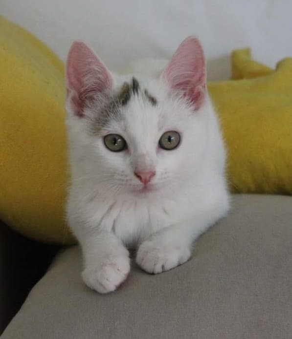 [ADOPTIONS] SAMEDI 9 JUILLET 2022 : AU PARFAIT JARDINIER   Thorva11