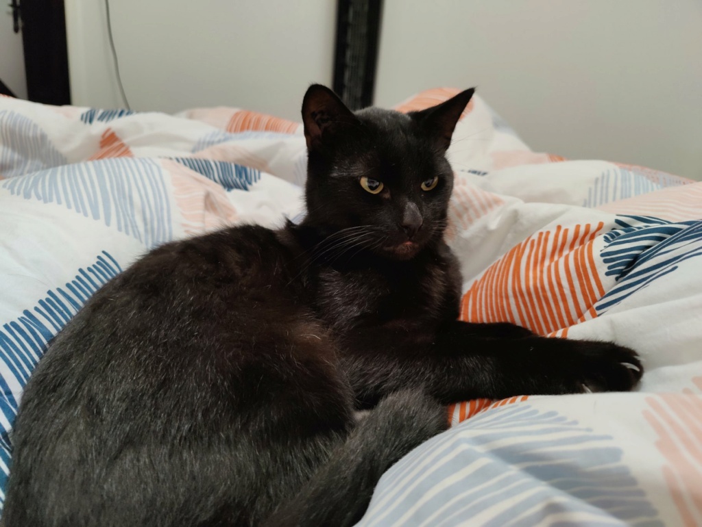 [ADOPTIONS] SAMEDI 4 FEVRIER 2023 : AU PARFAIT JARDINIER et CANICAT Zoom10