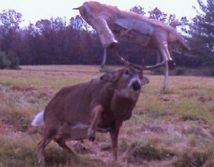 Here's a picture that will make you take a second look . Deer10