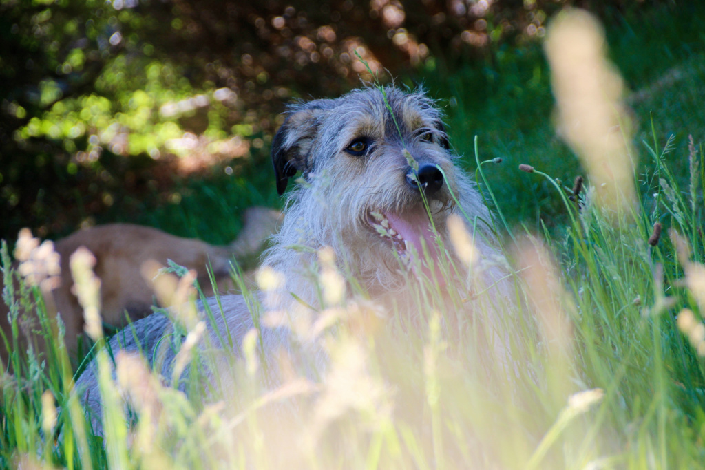 WILSON (ex GRIZOU) - mâle croisé de taille moyenne à grande adulte, né environ décembre 2016 - REMEMBER ME LAND, Adopté par Benjamin  ( Belgique) - Page 4 Img_4510