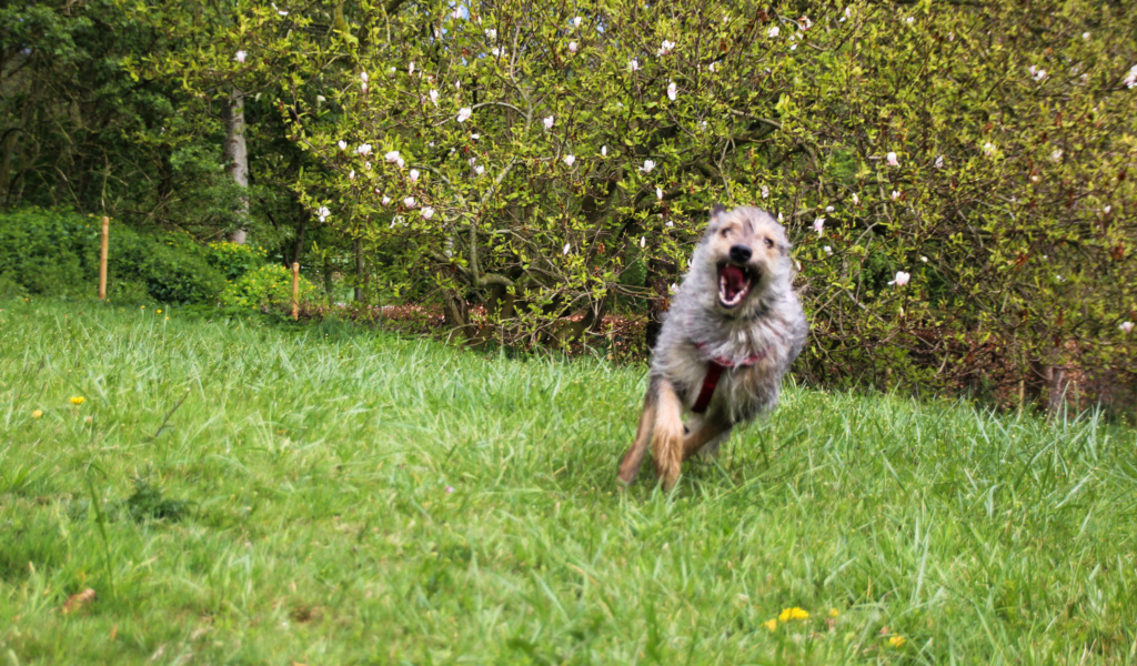 WILSON (ex GRIZOU) - mâle croisé de taille moyenne à grande adulte, né environ décembre 2016 - REMEMBER ME LAND, Adopté par Benjamin  ( Belgique) - Page 3 Img_9014